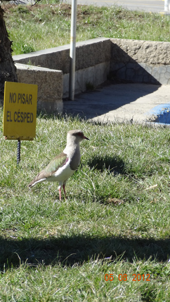 Ne pas marcher sur le gazon, no_pisar_el_c�sped