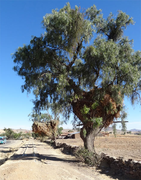 Arbres grenier, sur la route entre Sucre et Tarabuco