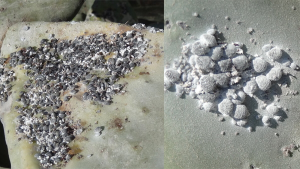 Gros plan surdes cochenilles