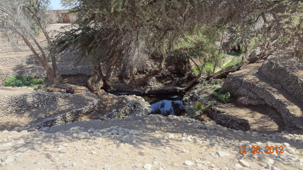 Les arbres prot�gent les puquio