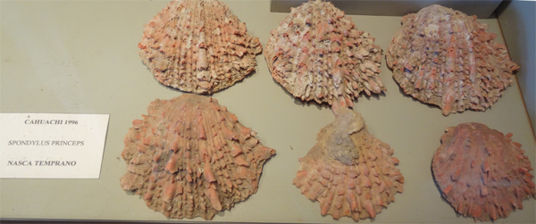 spondylus