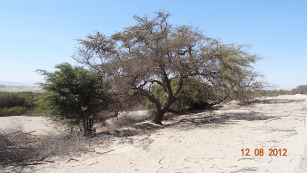 Une v�g�tation adapt�e